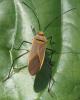 Leptocoris sp.